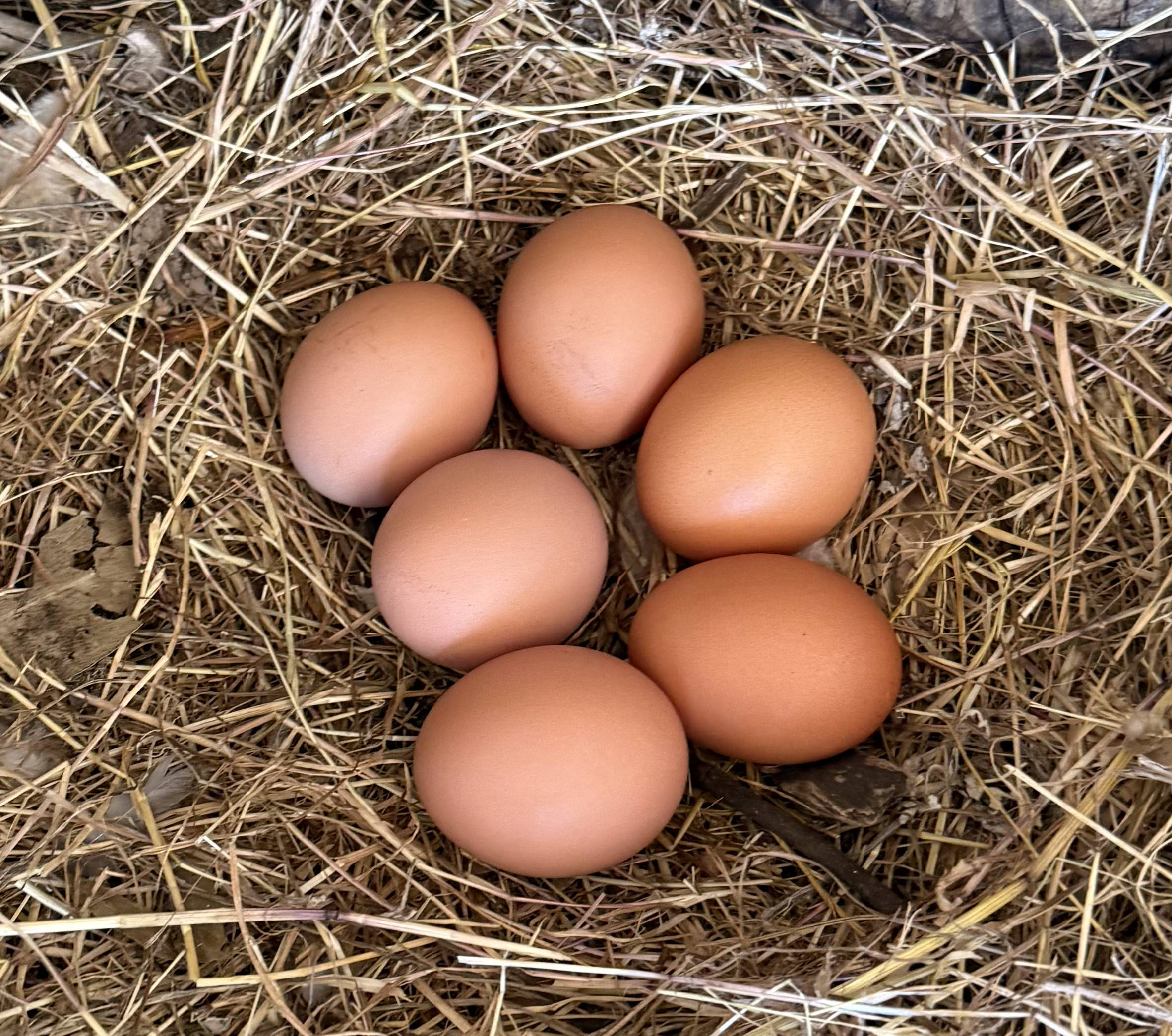 Farm Experience
