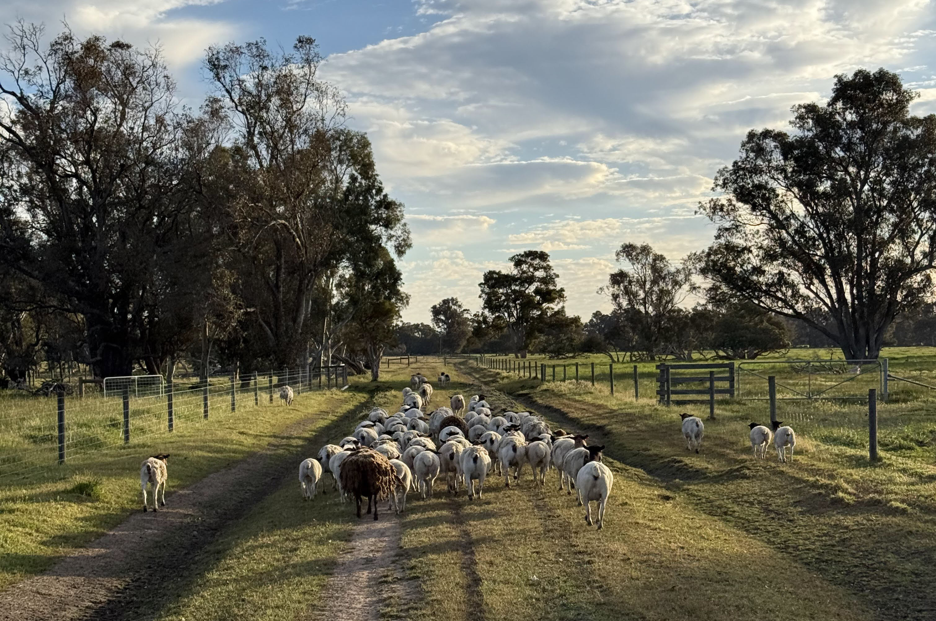 Farm Experience